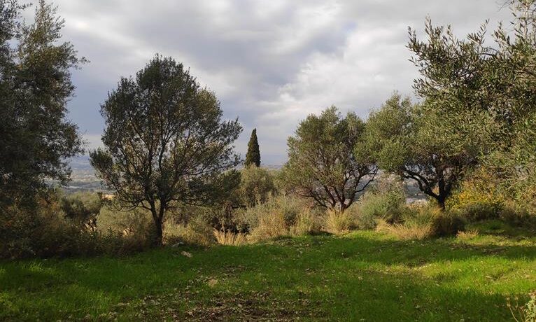 ΣΤΑΘΟΠΟΥΛΟΣ ΜΕΣΙΤΙΚΟ ΠΑΤΡΑ (5)