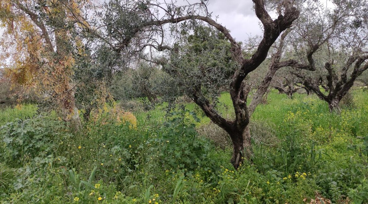ΣΤΑΘΟΠΟΥΛΟΣ ΜΕΣΙΤΙΚΟ ΓΡΑΦΕΙΟ ΠΑΤΡΑ (4)