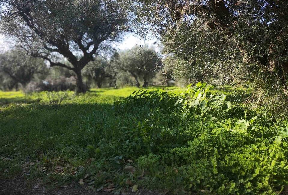 ΜΕΣΙΤΙΚΟ ΓΡΑΦΕΙΟ ΠΑΤΡΑ ΣΤΑΘΟΠΟΥΛΟΣ (30)