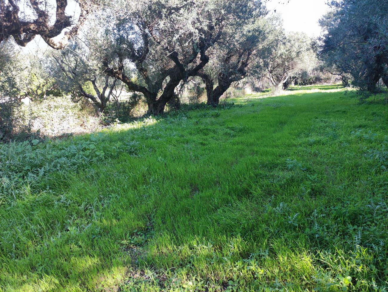 Πωλείται Οικόπεδο